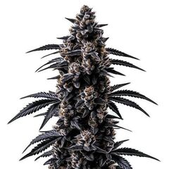 Black Sugar, Фасовка: 3+1